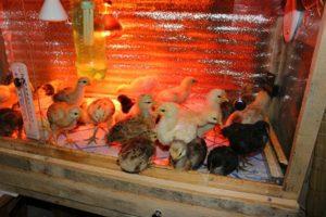 Optimalios temperatūros vertės vienadieniams viščiukams auginti