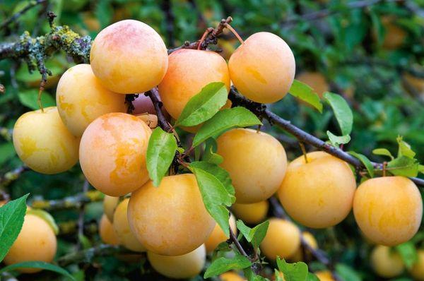 fructe de prune