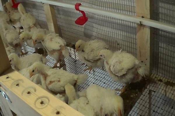 élevage de poulets de chair