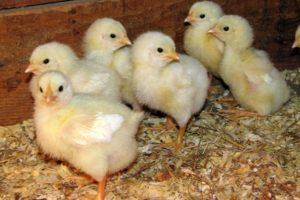 Com fer créixer els polls a casa, manteniment i cura