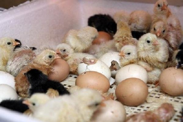 pollos de engorde en la incubadora