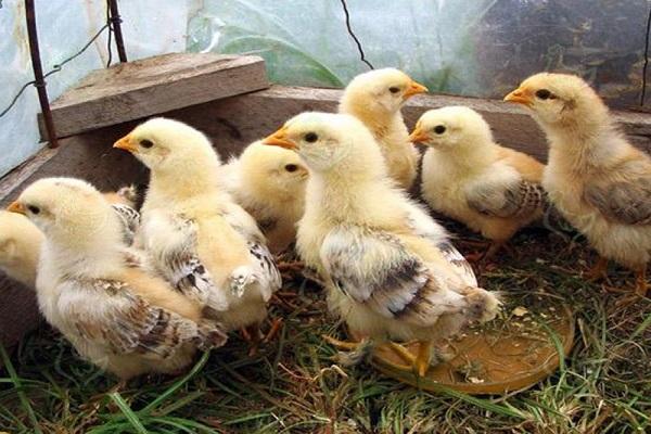 mga broiler chicks