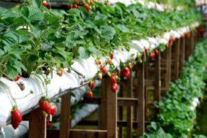 Technology and step-by-step instructions for growing strawberries in bags