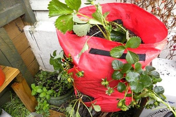 τσάντα από φράουλες