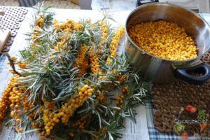 13 migliori ricette passo-passo per preparare gli spazi vuoti di olivello spinoso per l'inverno