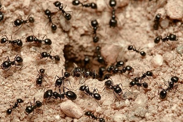 massor av myror