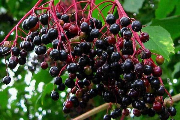 elderberry black