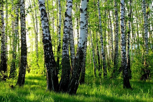 Puting birch
