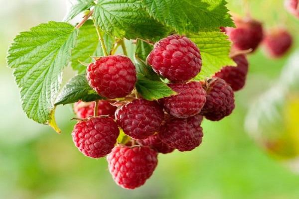 Opis a vlastnosti odrody Dyber cherry, výsadba a starostlivosť o ne