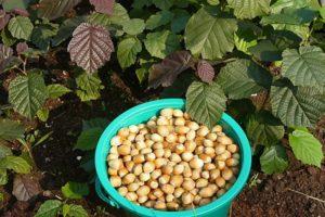 Growing and proper care of hazelnuts in central Russia