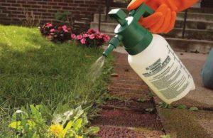 Instructions for the use of the herbicide Lontrel weed control