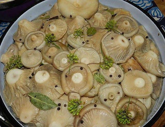 moření houby