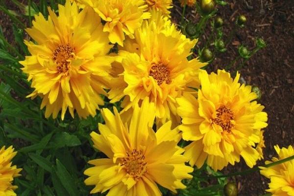 coreopsis perenne