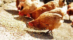 Cik gramus barības vistu vajadzētu dot dienā
