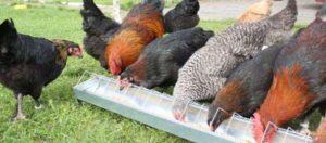 Opisy ras kurczaków w kierunku mięsa i jaj do hodowli w domu