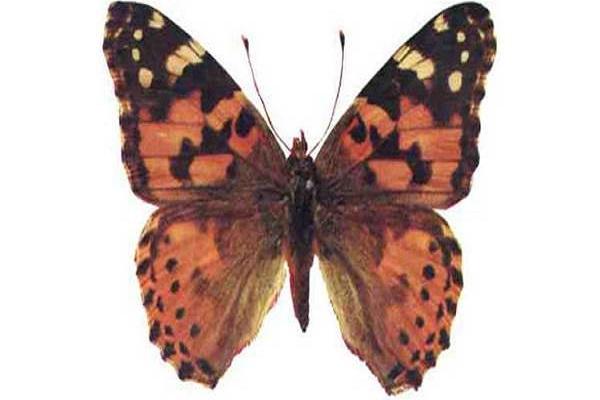 oviparous butterflies