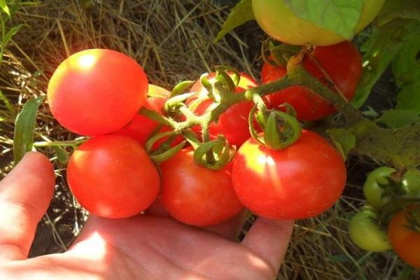 cueillir des tomates