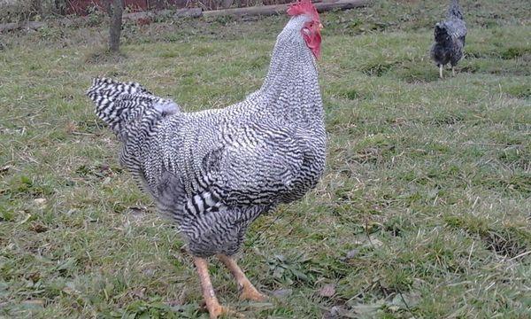 Plymouth rock chicken breed