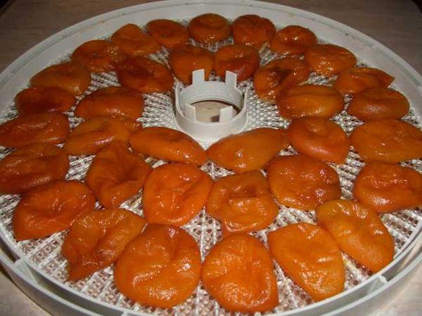 Gedroogde abrikozen in een elektrische droger