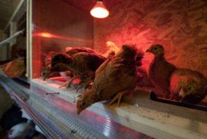 Durada de l'horari diürn per a les gallines ponedores a l'hivern, regles i règim d'il·luminació