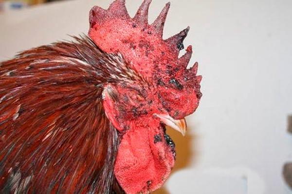 black comb cock