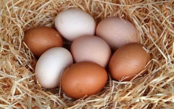 tavuk yumurtaları