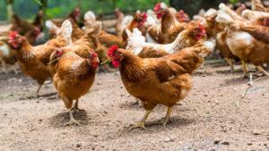 For what reasons do domestic chickens die and what to do about it