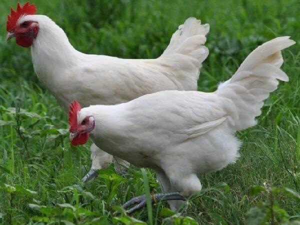 pollastres de raça Bress Gali