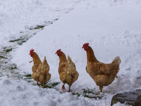 Chickens in winter