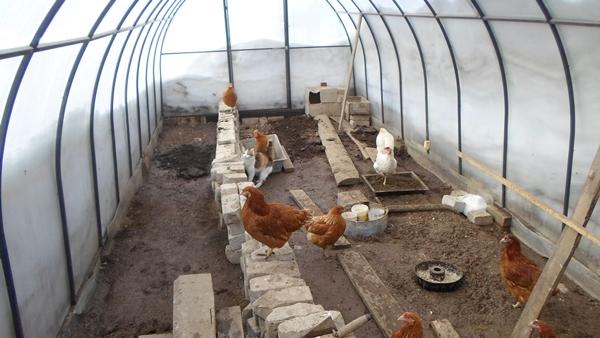 Hühner im Winter in einem Gewächshaus aus Polycarbonat