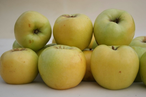 apple antonovka