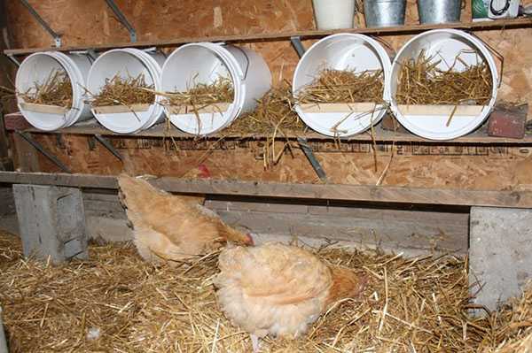 Hühner im Hühnerstall füttern