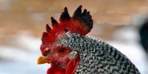 Pourquoi un coq ou un poulet a-t-il des taches noires sur le peigne, les causes de la maladie et les méthodes de traitement