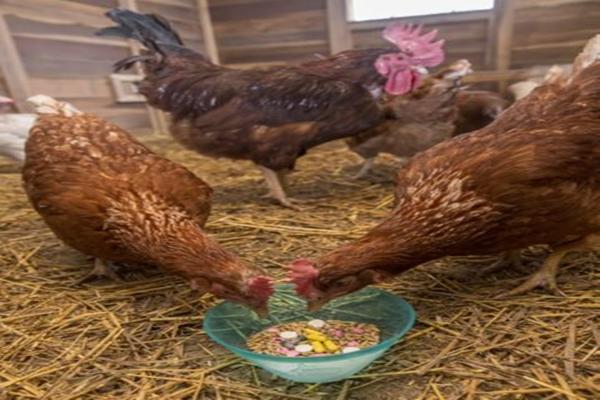كيفية اعطاء المضادات الحيوية للدجاج