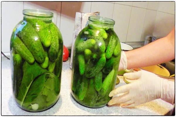 fermentatie van komkommers