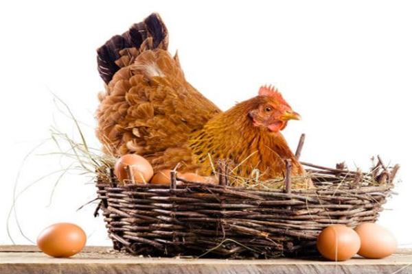 Kana munien kanssa