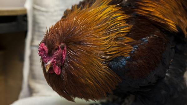 fågelinfluensa i kycklingar