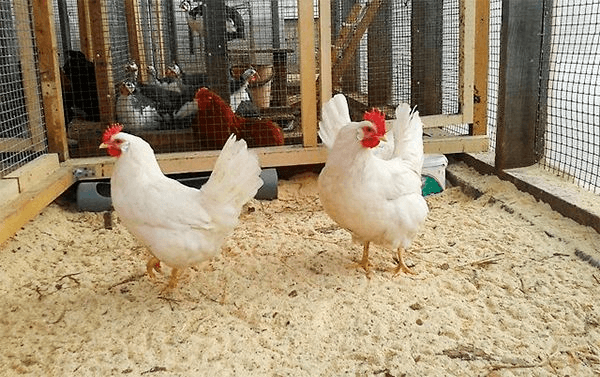 Hühnerstallboden