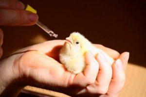 Instructies voor het gebruik van Metronidazol voor de behandeling van kippen en de aanbevolen dosering
