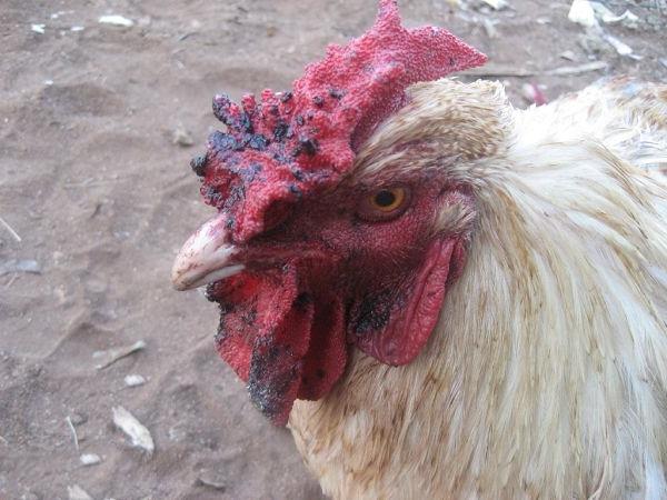 Aflotoxicosis in chickens