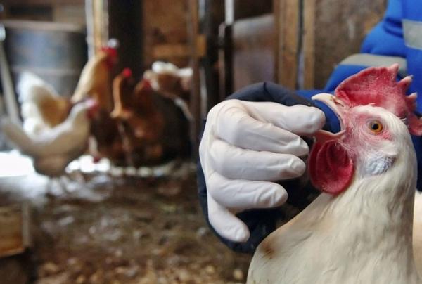 Metronidazole for Chicken