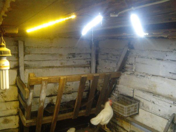 مصابيح فلورية في حظيرة الدجاج