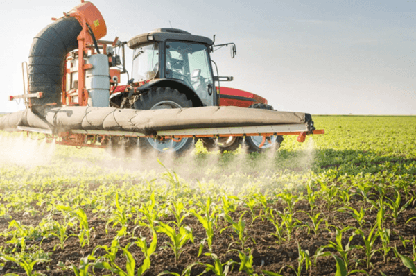 Pentru a proteja plantațiile, pregătiți o soluție de fungicid Prozaro