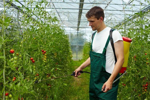 Použitie fungicídu na paradajky