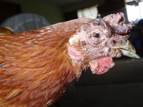 Pasteurellosis in chickens