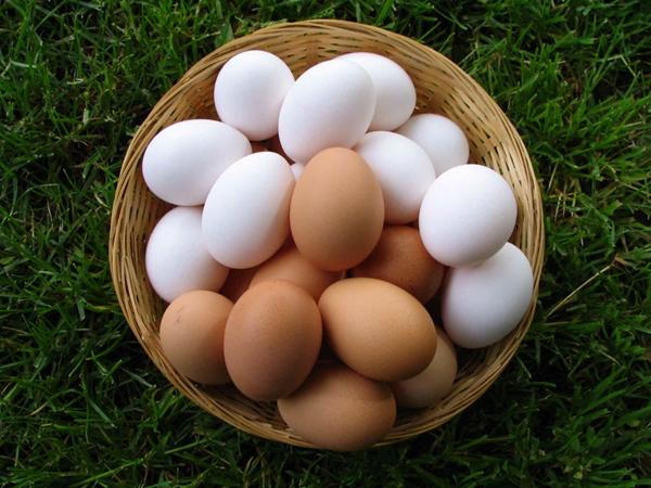 Skirtingų atspalvių vištienos kiaušiniai