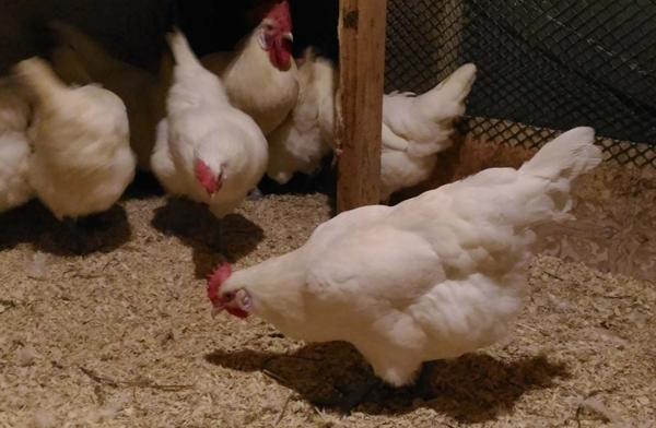Bress Gali chickens in a chicken coop