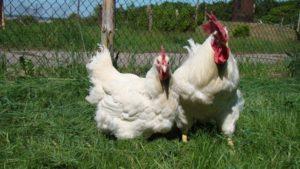 Characteristics and description of chickens of the Hercules breed, maintenance rules