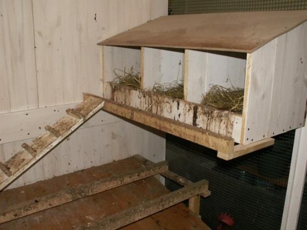 Chicken roosts at a safe height
