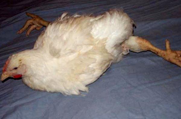 Pullorosis en pollos de engorde
